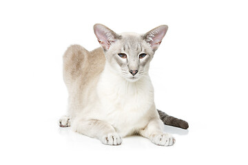 Image showing Beautiful oriental siam cat