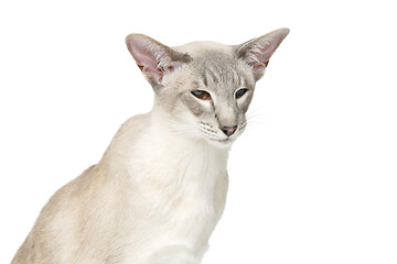 Image showing Beautiful oriental siam cat