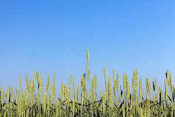 Image showing Field with cereal