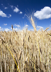 Image showing Dull yellow wheat