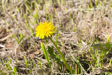 Image showing Yellow dandelions