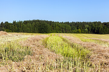 Image showing rows of straw