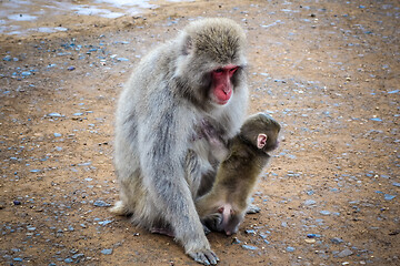 Image showing Japanese macaque and baby, Iwatayama monkey park, Kyoto, Japan