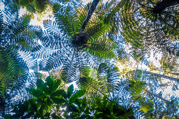 Image showing Giant ferns in redwood forest, Rotorua, New Zealand