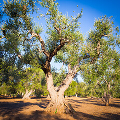 Image showing Old olive trees in South Italy