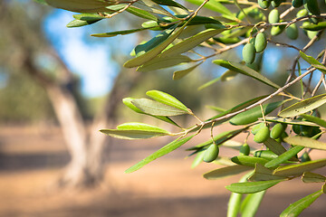 Image showing Olive tree in South Italy