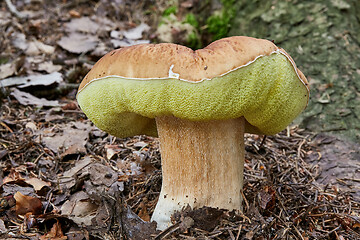 Image showing Boletus edulis. Fungus in the natural environment.