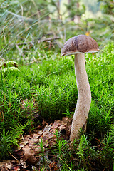 Image showing Fungus Leccinum cyaneobasileucum