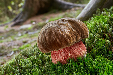 Image showing Neoboletus luridiformis in the natural environment