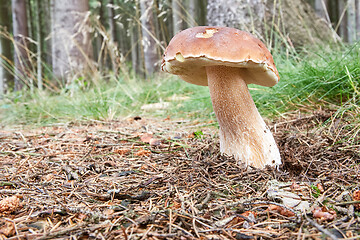 Image showing Boletus edulis. Fungus in the natural environment.