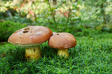 Image showing Imleria badia. Fungus in the natural environment.