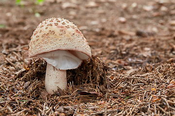 Image showing Amanita rubescens in the natural environment.