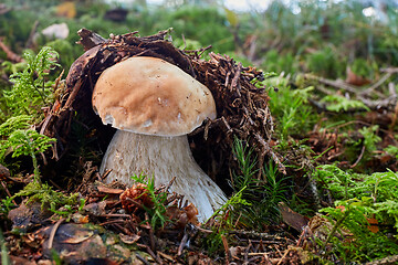 Image showing Boletus edulis. Fungus in the natural environment.