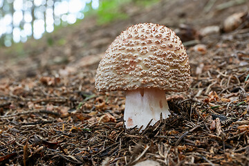 Image showing Amanita rubescens in the natural environment.