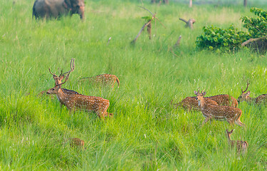 Image showing Sika or spotted deers herd in the elephant grass