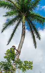 Image showing Adult male climbs coconut tree to get coco nuts