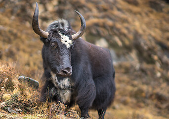 Image showing Yak or nak pasture on grass hills in Himalayas