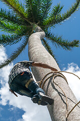 Image showing Adult male climbs coconut tree to get coco nuts