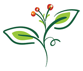 Image showing Bittersweet plant, vector color illustration.