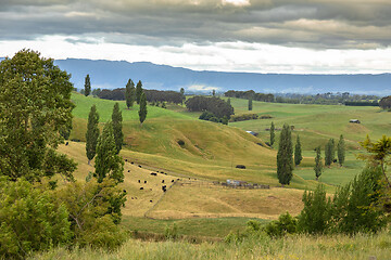 Image showing typical rural landscape in New Zealand