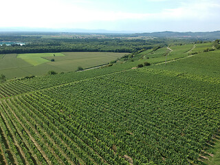 Image showing aerial view of a vineyard in Breisgau, Germany