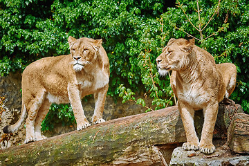 Image showing Lionesses on a Log