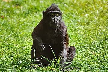 Image showing Celebes Crested Macaque