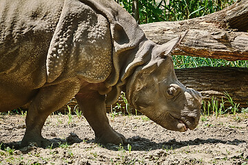 Image showing Rhinoceros (Diceros Bicornis)
