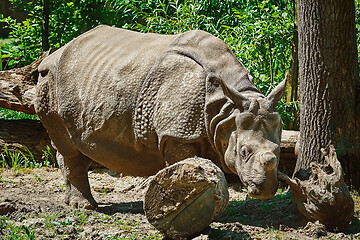 Image showing Rhinoceros (Diceros Bicornis)