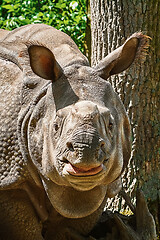 Image showing Rhinoceros (Diceros Bicornis)