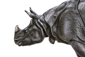 Image showing Portrait of Rhinoceros