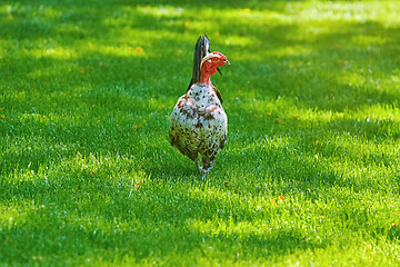 Image showing Rooster (Gallus Gallus Domesticus)