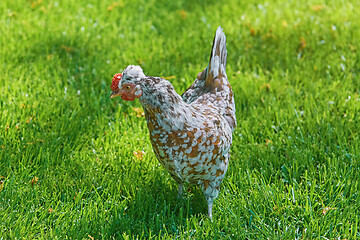 Image showing Chicken (Gallus Gallus Domesticus)