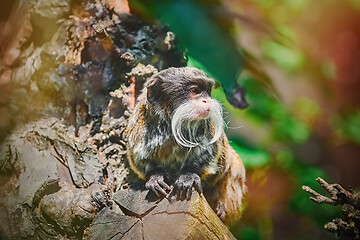 Image showing Emperor Tamarin (Saguinus Imperator)