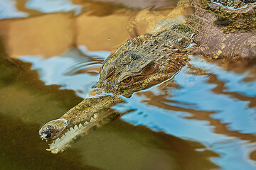 Image showing Portrait of Gavial