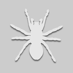 Image showing Spider light tone