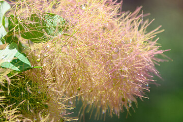 Image showing A branch in the dew of a bush cotinus coggygria