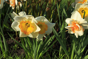 Image showing Beautiful white flowers of Narcissus