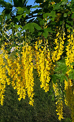 Image showing Beautiful bright yellow flowers of wisteria 