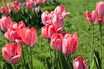 Image showing Beautiful bright pink tulips