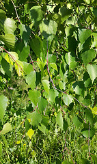 Image showing Beautiful branch of a spring birch