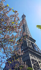 Image showing Eiffel Tower on blue sky background with beautiful blooming tree