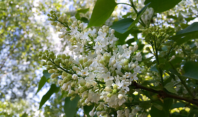 Image showing Beautiful flowers of white lilac branch