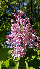 Image showing Beautiful blossoming lilac flowers