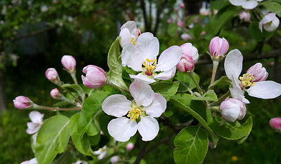 Image showing Beautiful branch of spring blooming apple tree 