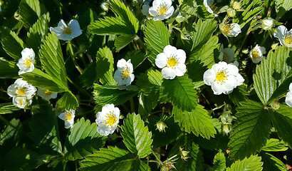 Image showing Beautiful Flowers of wild strawberry 