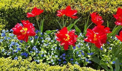 Image showing Beautiful Tulips and Forget Me Not flowers