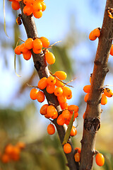 Image showing Branches of sea buckthorn