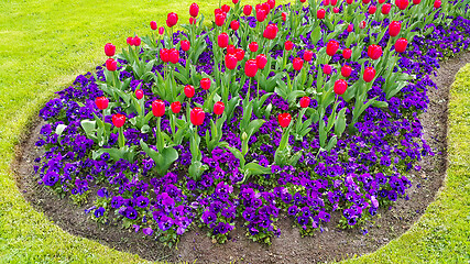 Image showing Green lawn with beautiful tulips and violets