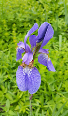 Image showing Beautiful iris flower 